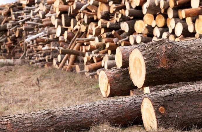 pile of damaged logs