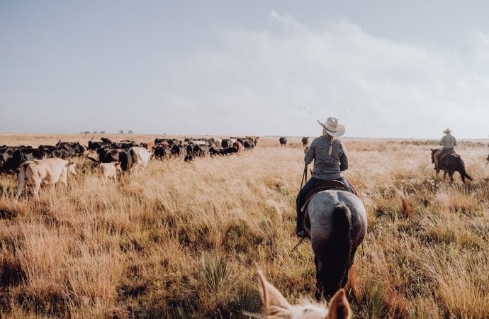 herding cattle in kenedy texas